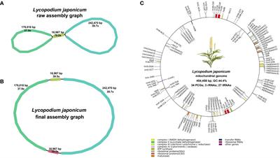 Comprehensive analysis of the Lycopodium japonicum mitogenome reveals abundant tRNA genes and cis-spliced introns in Lycopodiaceae species